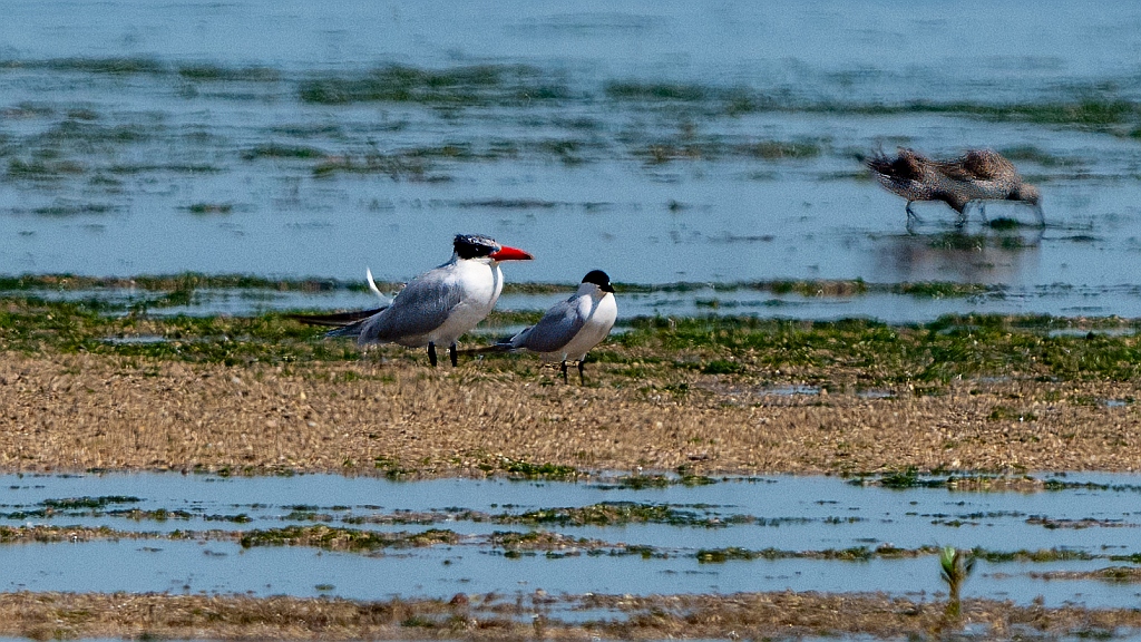 Caspian Tern
